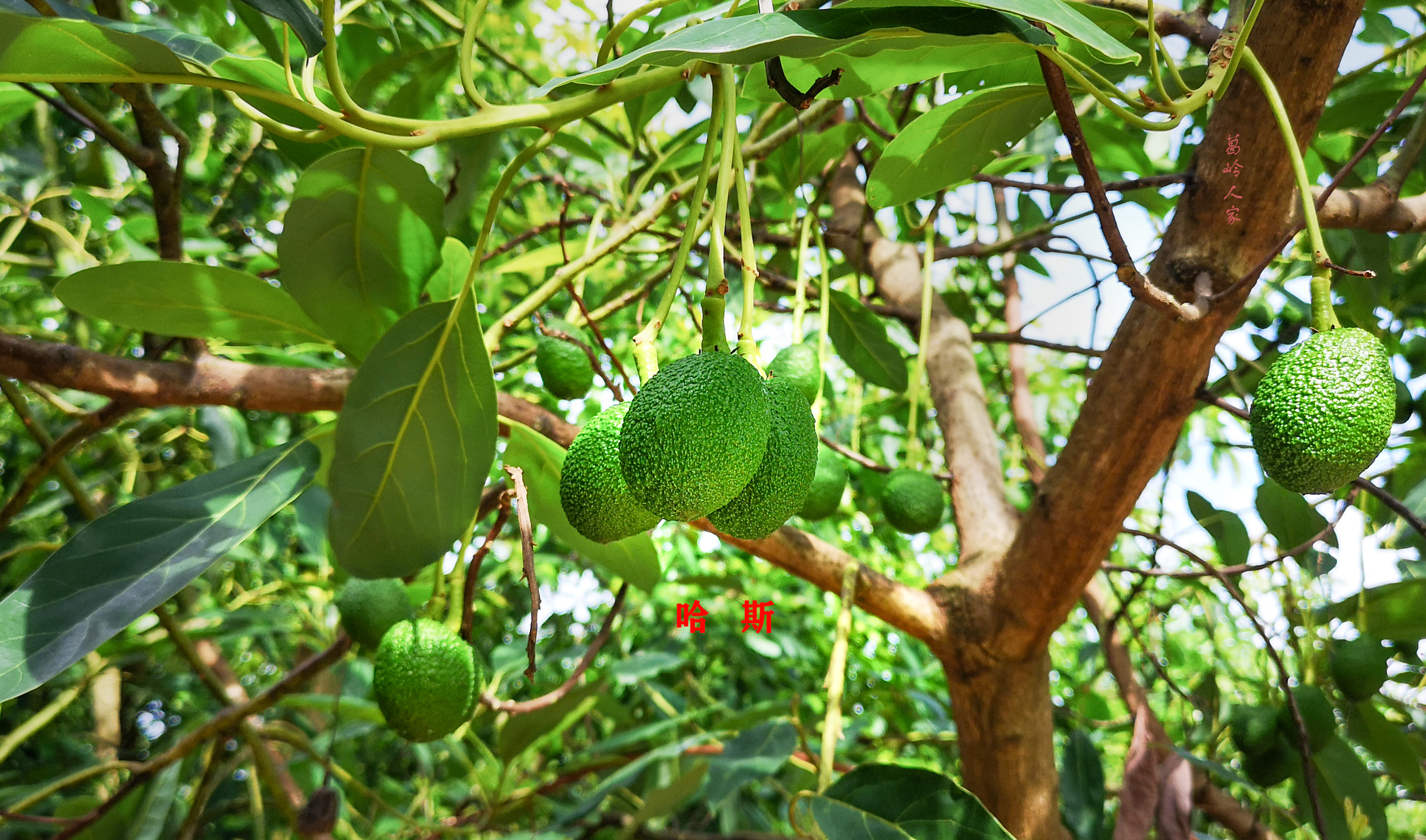 牛油果哈斯还有别的种类么,秘鲁进口哈斯巨无霸牛油果