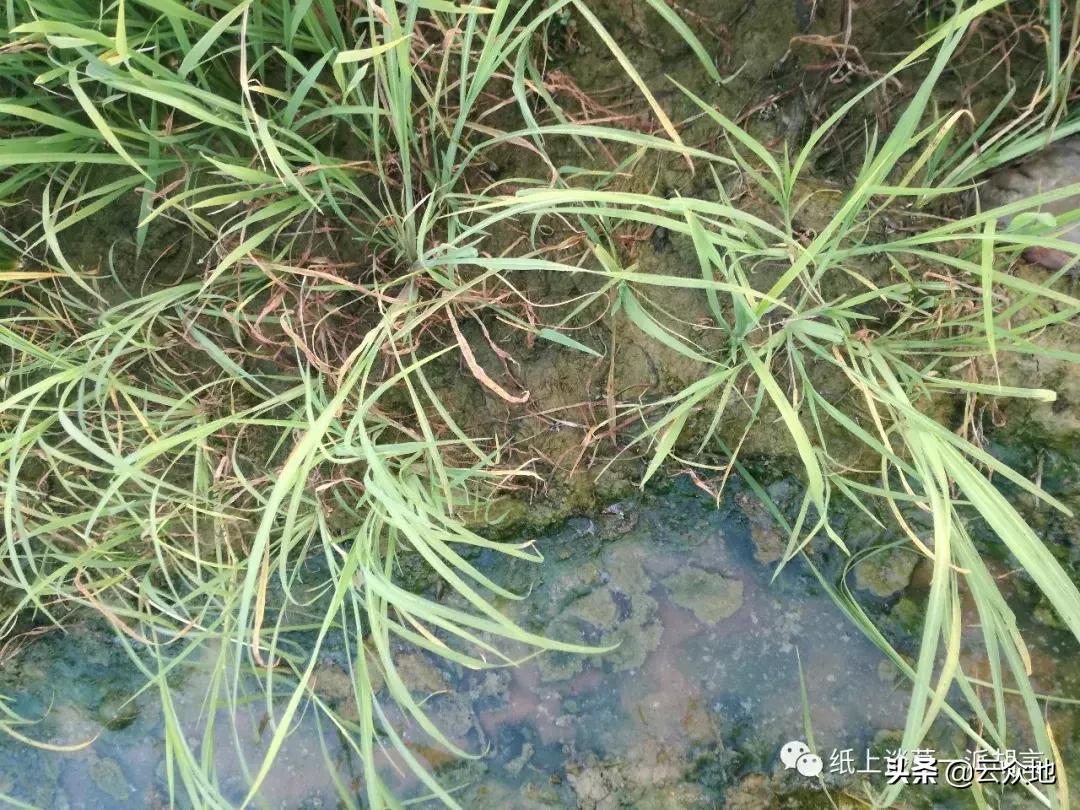 如何防除稗草,抗性稗草与普通稗草区别