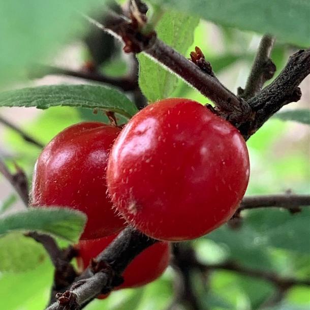 二十四节气立夏ppt课件免费,二十四节气立夏的诗句古诗