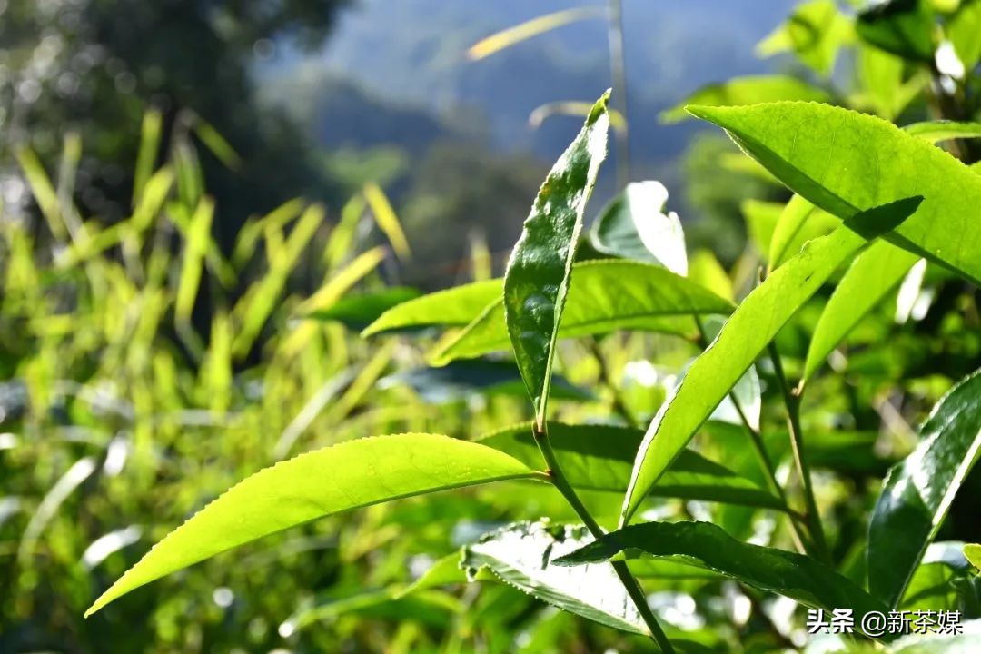 南糯山有什么景点,南糯山有哪些景点