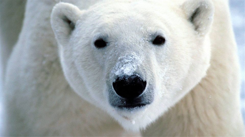 北极有北极熊，南极有企鹅，它们为何要在极地生存？两极外还有吗