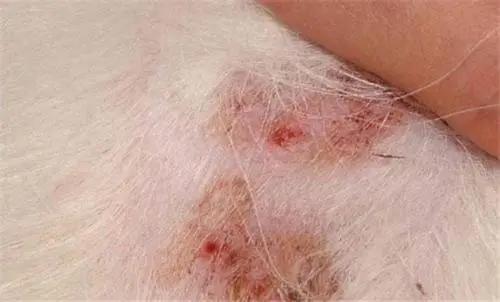 梅雨季节狗狗皮肤病怎么办,梅雨季猫癣症状