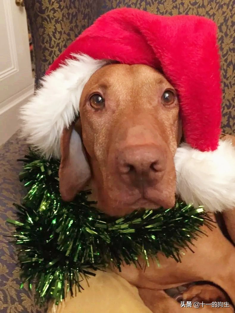 狗不能吃别人给的东西,狗不能吃西红柿吧