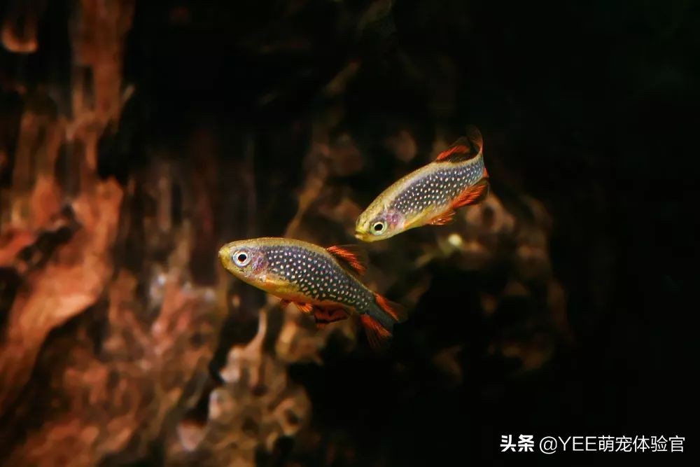 发色好看的灯鱼,东南亚灯鱼品种