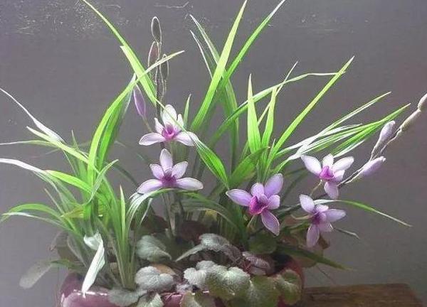 盆栽怎么防止土漏,盆栽花浇水浇不透怎么办