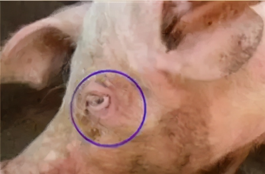 猪霉菌毒素中毒有什么症状,霉菌毒素超标猪容易得哪些病