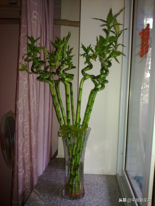 养转运竹的技巧,转运竹叶子发黄怎么养