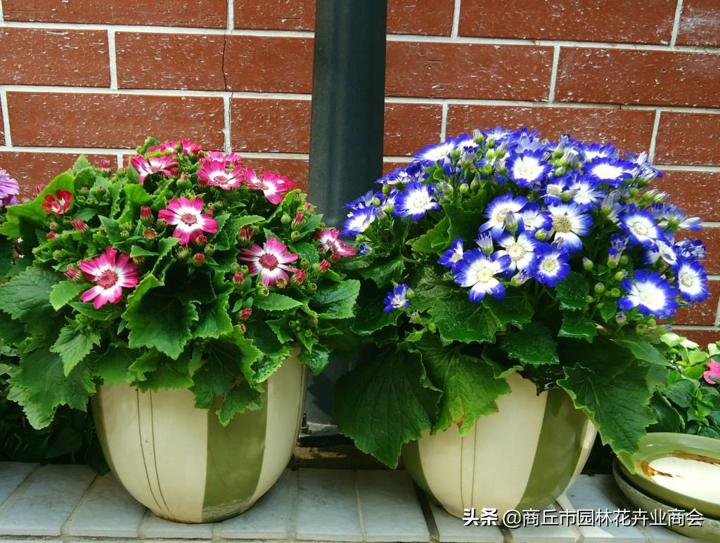 瓜叶菊开花后需要修剪吗,瓜叶菊花开完后怎么处理