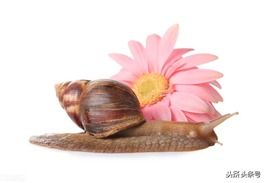 蜗牛护肤品都有修护作用吗,蜗牛的护肤品怎么这么便宜