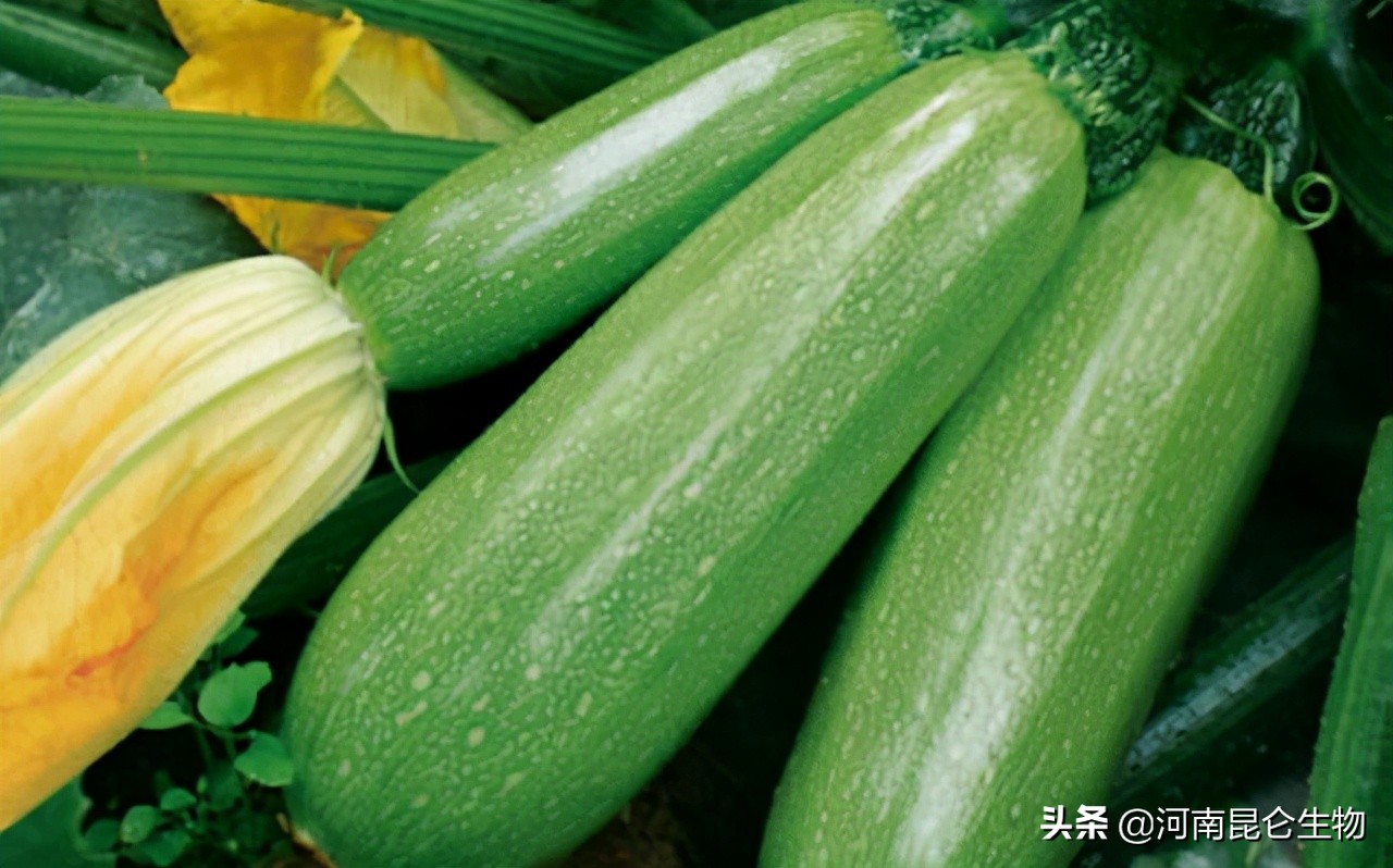 西葫芦整株叶片发黄怎么处理,西葫芦黄叶