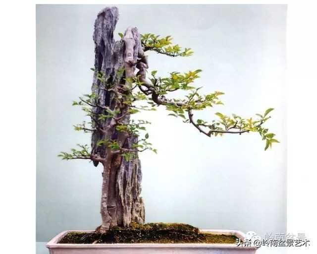 鎺㈡灊妞嶇墿,鎺㈡灊