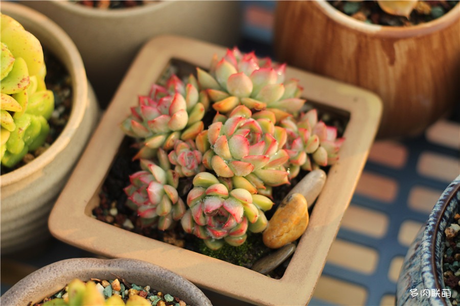 多肉青苔铺面,多肉各种铺面