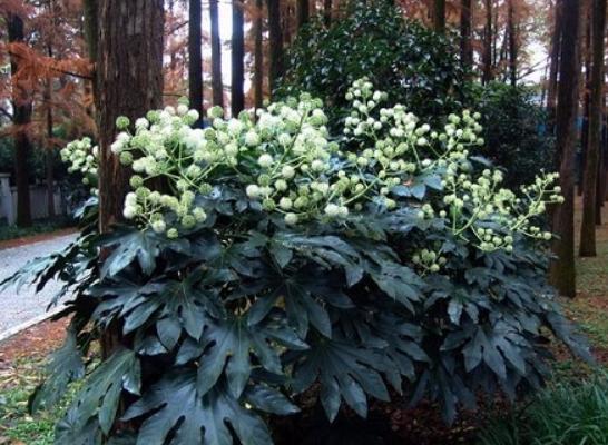 八角金盘是有害植物吗,八角金盘有毒吗视频