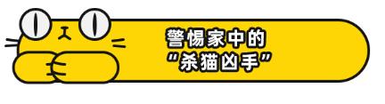 我家猫吞了根针险些丧命，这些东西千万别让猫碰