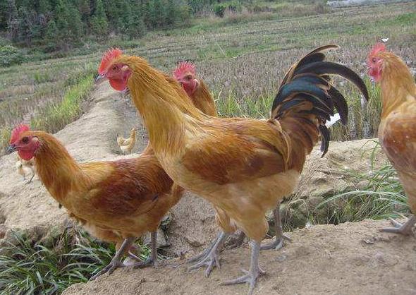 散养土鸡不产蛋妙招,家养土鸡下蛋少怎么办