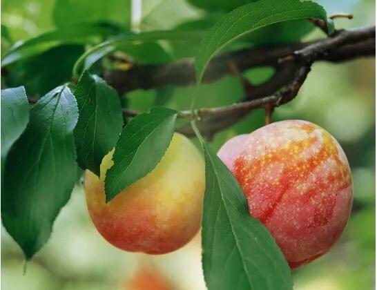 当年栽植的桃树可否进行摘心？