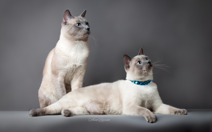 猫咪哪个品种最可爱最好养又聪明,哪个品种傲娇猫咪最好养活