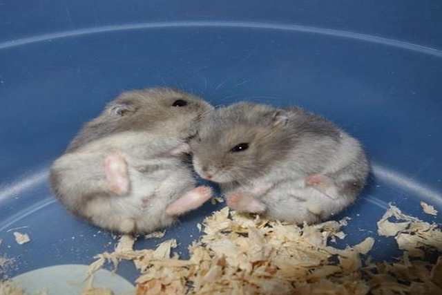 调皮仓鼠,仓鼠手动磨粉器