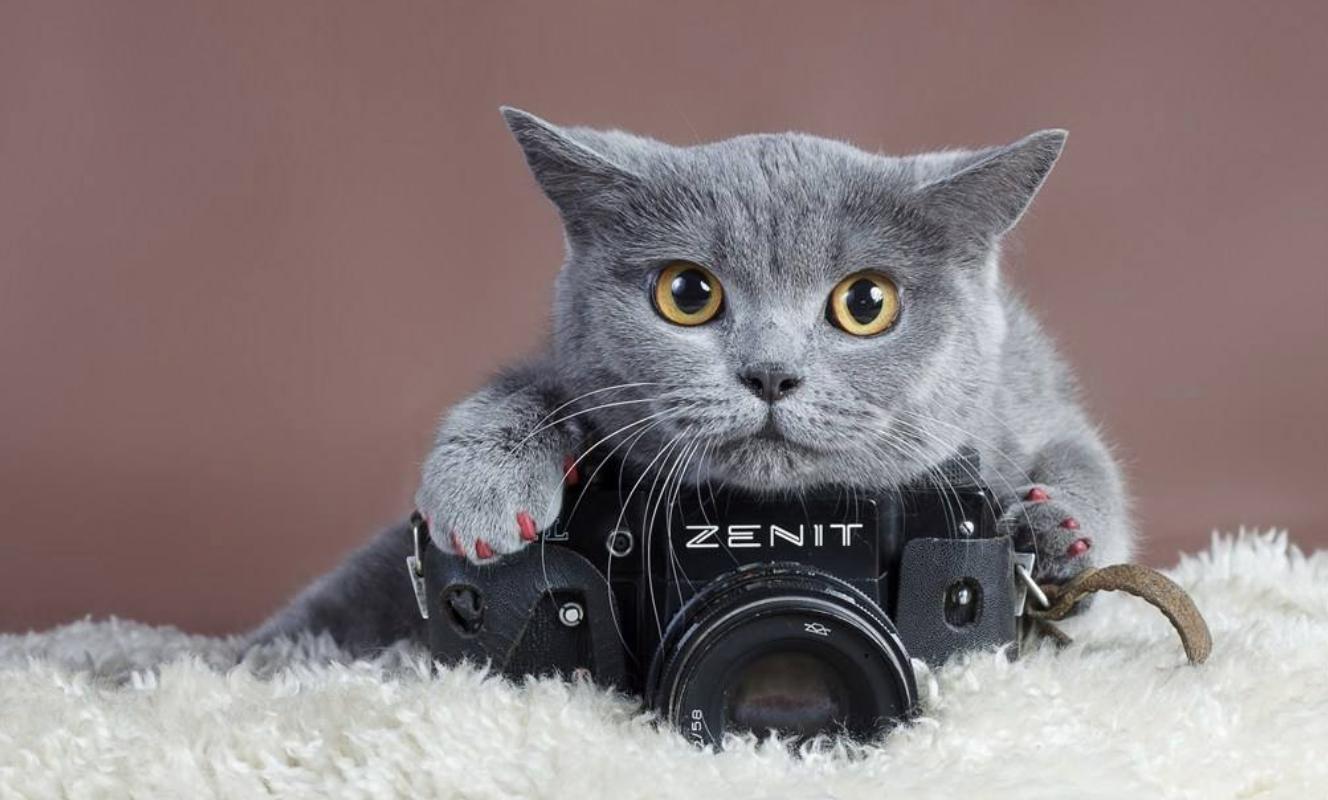 纠正猫咪坏脾气的九个实用办法,猫咪闹春如何帮助猫咪缓解