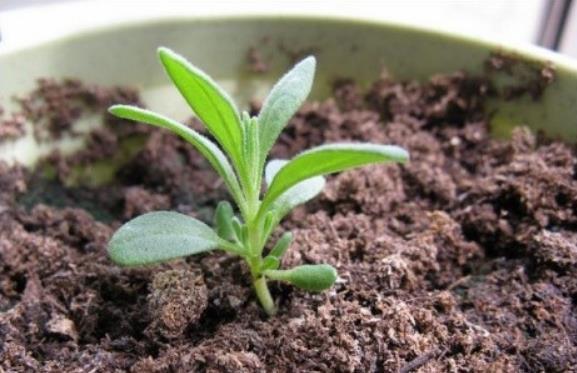 什么草可以让睡眠好,助睡眠草种