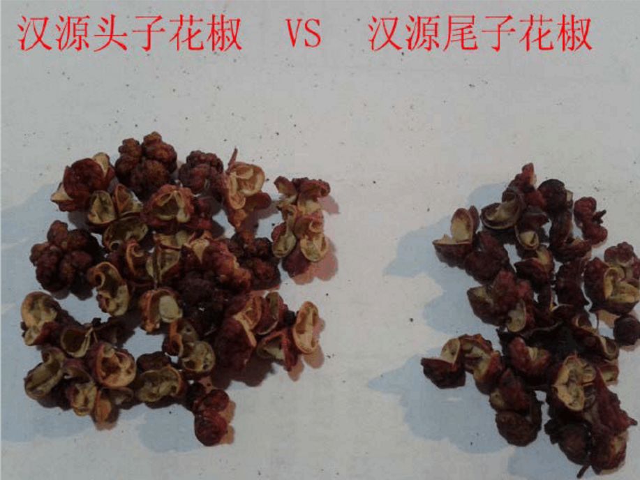 全国最正宗的花椒在哪里,花椒有几个品种哪个最好吃