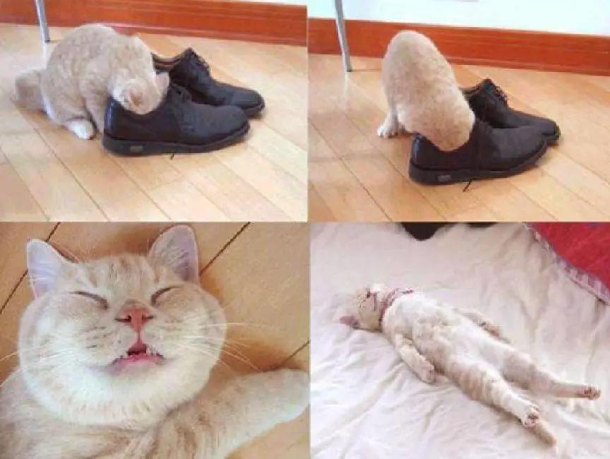 猫咪喜欢铲屎官是怎么回事,猫咪铲屎官要知道的知识