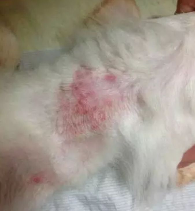 福懋动物医院：猫咪皮肤病不难治，看了这篇你就懂了