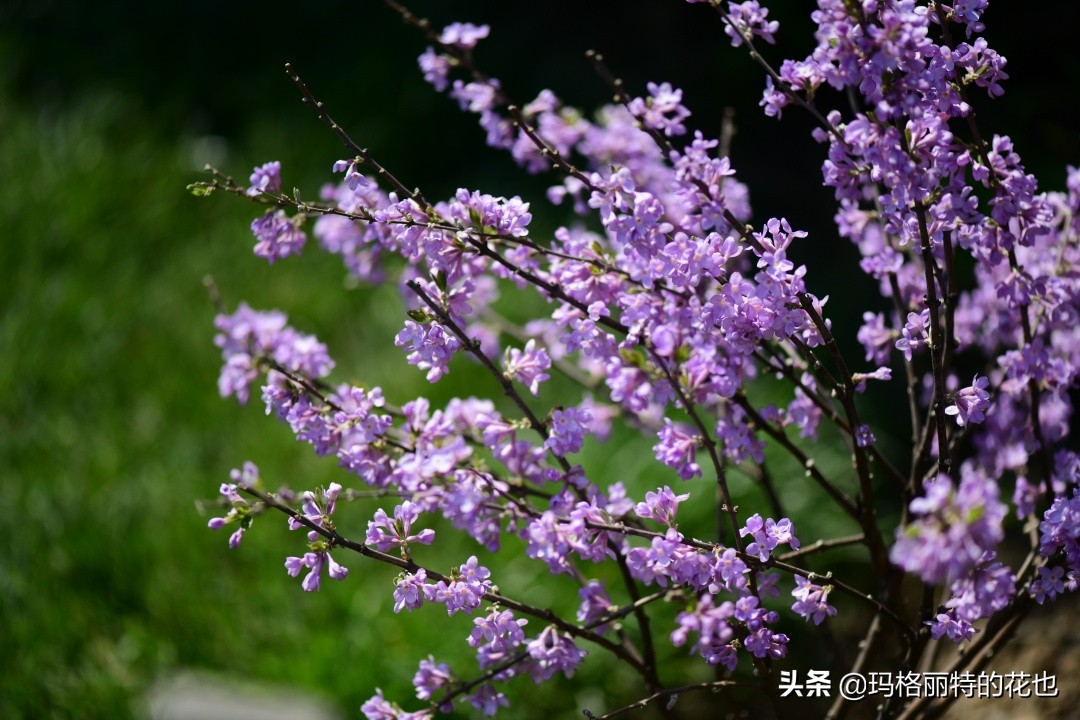 花园里四季常青的树,花园里四季都绿的植物