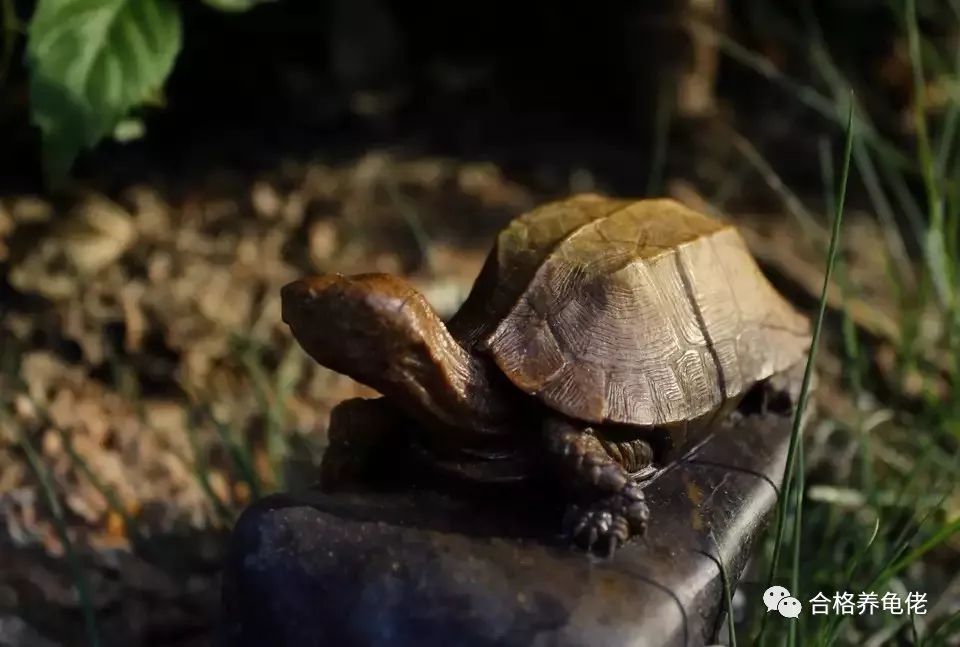 环境改变乌龟腐皮会自己好吗,环境导致的龟腐皮