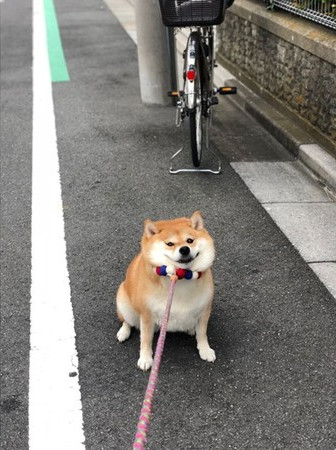 金毛和哈士奇哪个更适合家庭犬,金毛和哈士奇哪个是大型犬