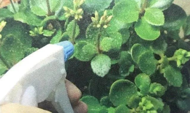 植物长虫子了怎么杀虫,植物长虫杀虫剂