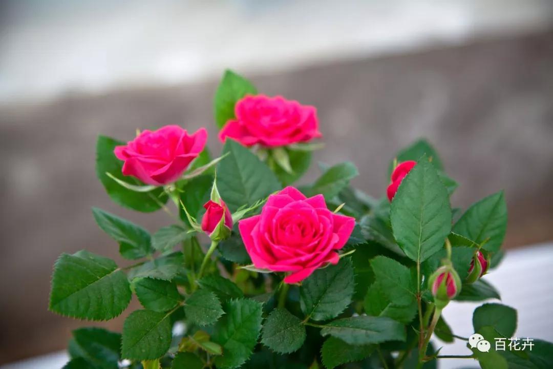 怎么养花才能养得好月季,怎样浇水才能使花更好的生长