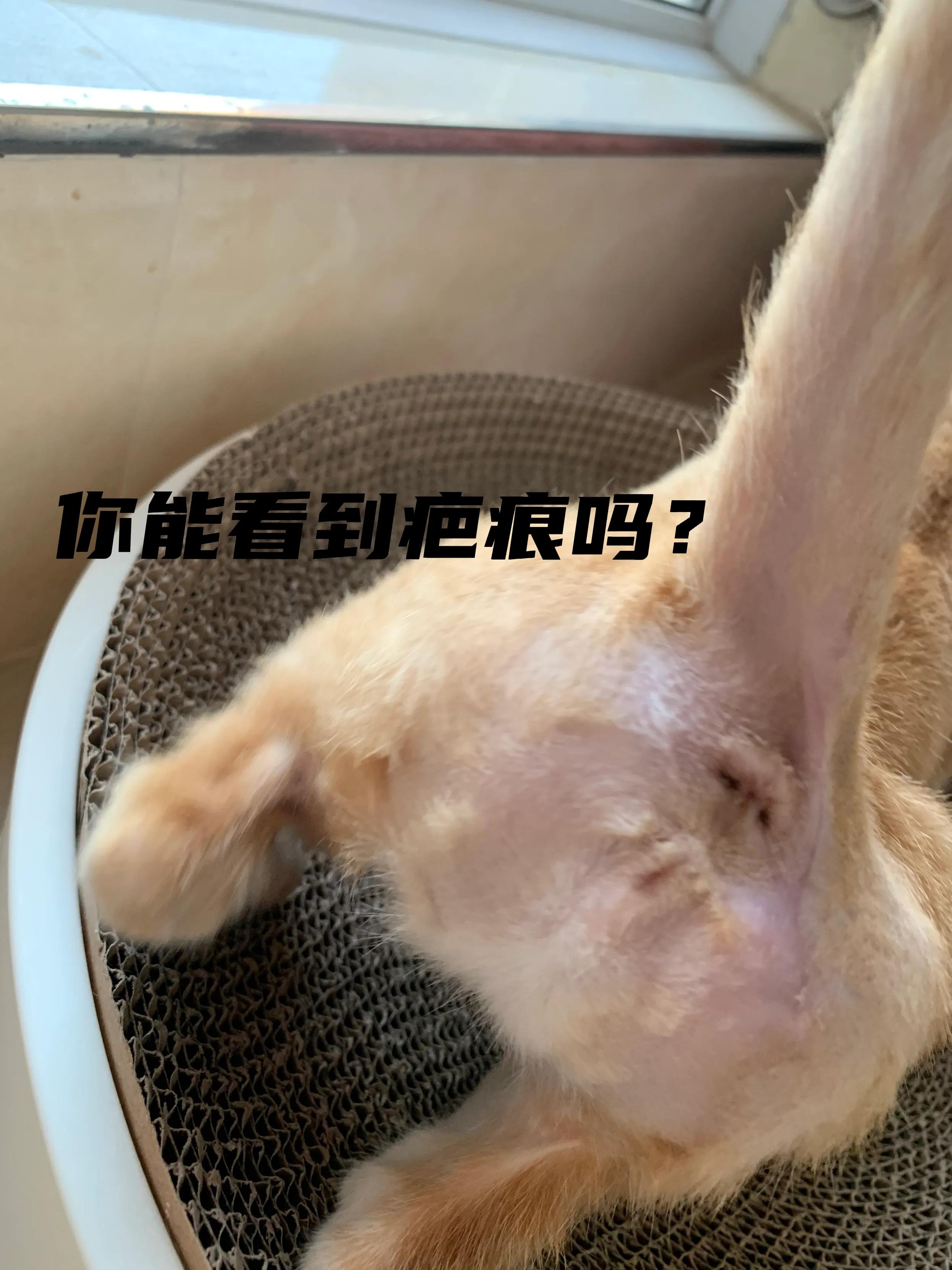猫肛周脓肿一直流脓怎么办,猫咪肛腺发炎有脓要怎么挤
