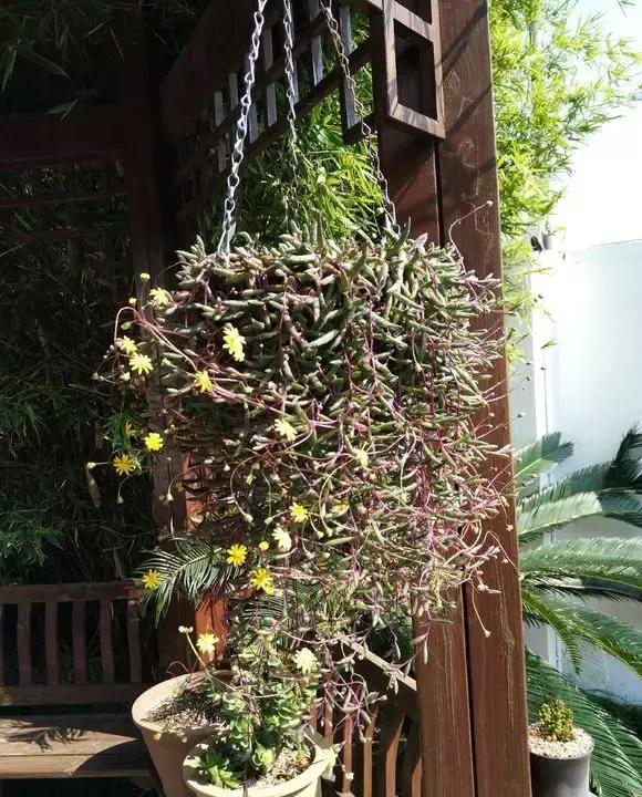 具有观赏性的吊兰多肉,吊兰多肉的养殖方法和关注事项
