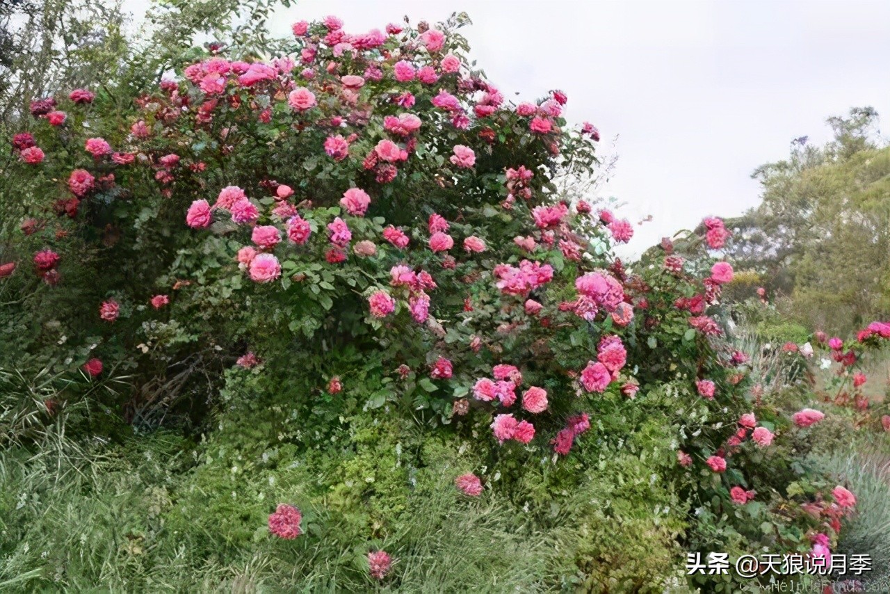 怦然心动的万人迷月季，原来从它而来（终篇）