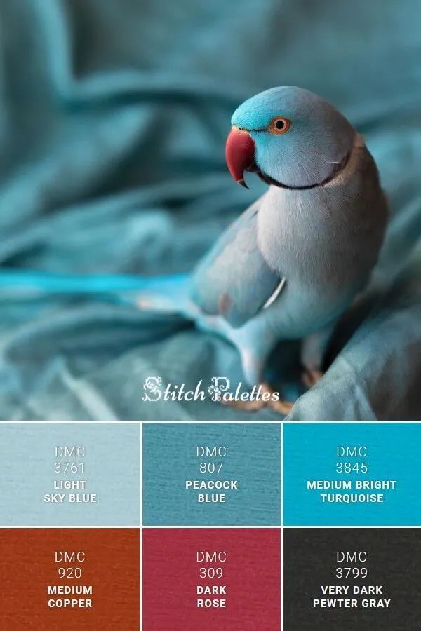 动物配色大全视频,配色的设计灵感