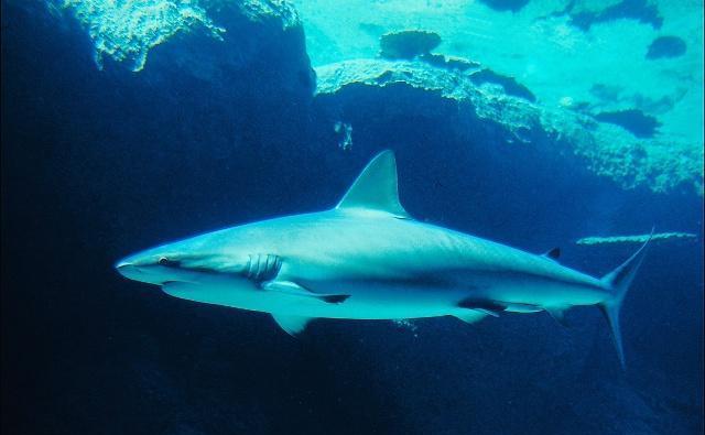 荷维湾水上活动精彩纷呈，全年无休，期待着你的光临