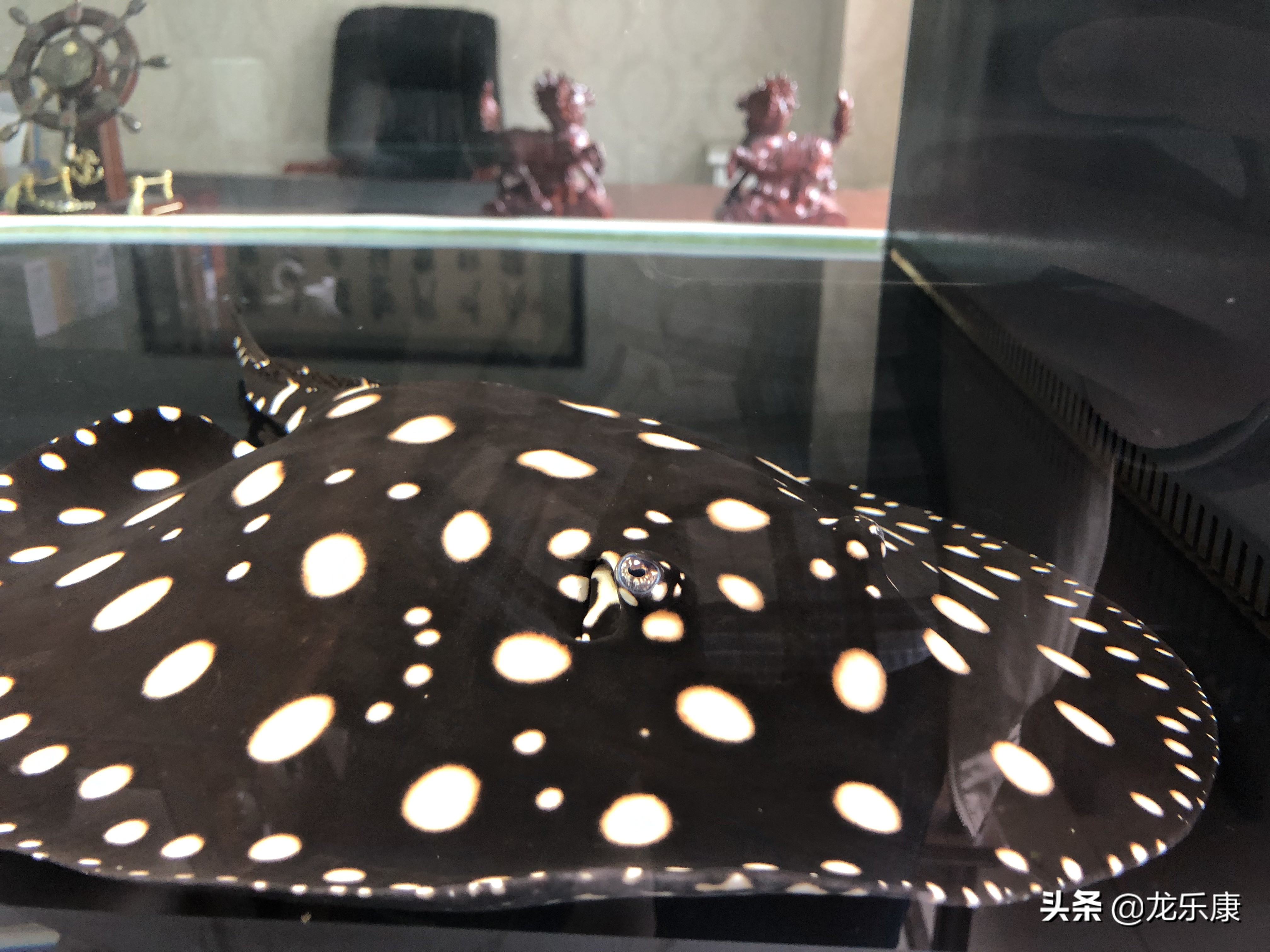 龙鱼魟鱼饲养手册pdf下载,龙鱼跟魟鱼饲养应该关注什么