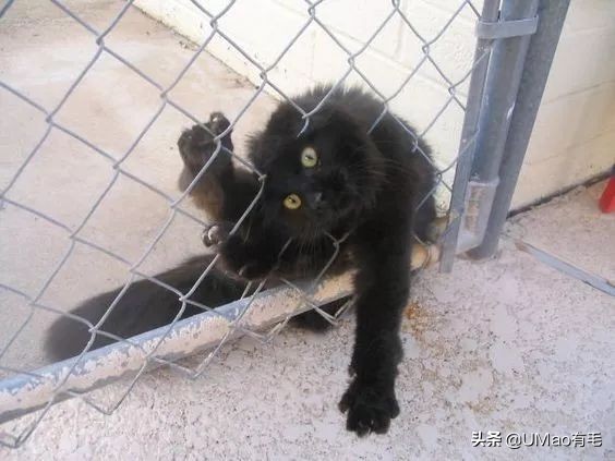 猫能被东西卡住动不了吗,猫好像被什么东西卡住一样