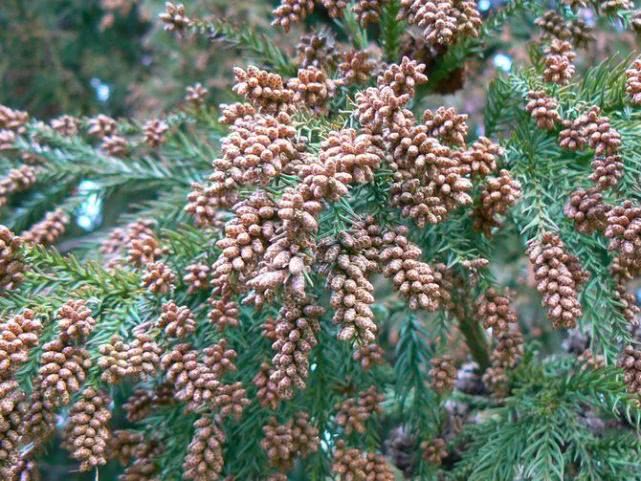食用花粉的副作用与禁忌,食用花粉副作用