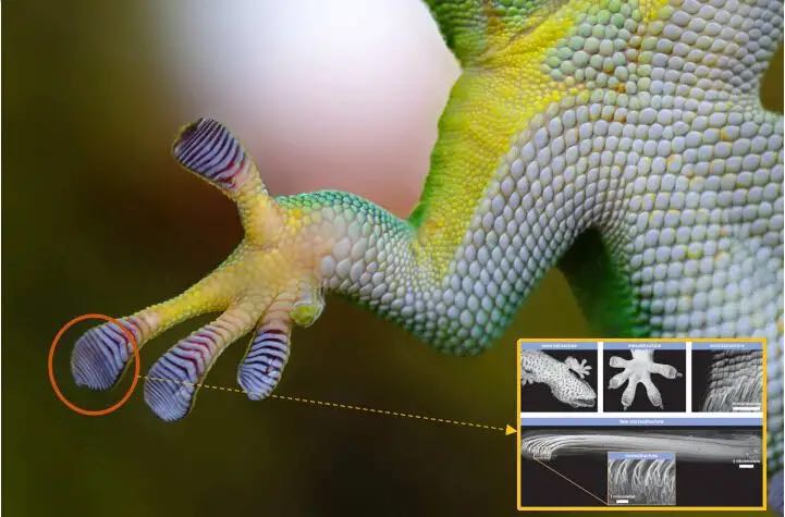 壁虎能飞檐走壁的原因是什么,壁虎为什么能飞檐走壁