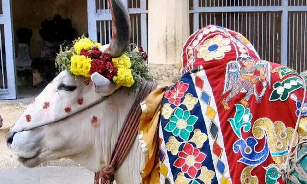 印度男子抛弃发妻花17万娶一头牛,印度大叔抛妻弃子花17万娶牛