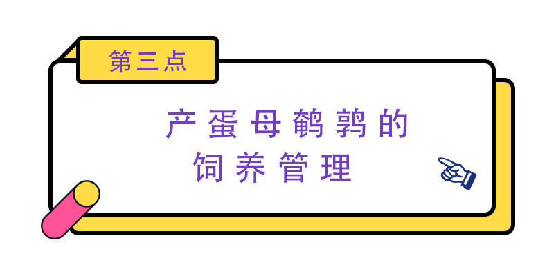 鹌鹑的饲养技术视频很经典,2015鹌鹑养殖