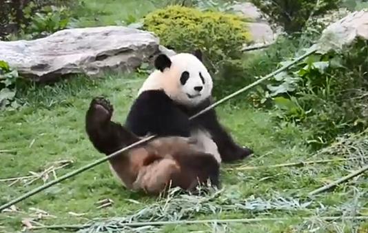 大熊猫吃竹子为什么这么细嚼慢咽,关于大熊猫吃竹子的动作