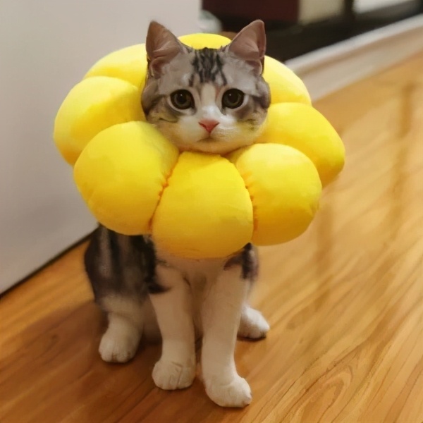 给猫戴上脖圈之后很低落,为什么给猫戴上猫圈就安静了
