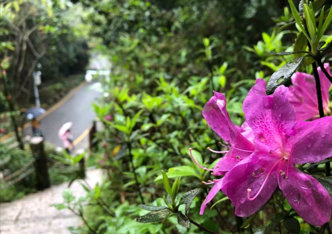 “视觉中国”关闭网站，错就错在没把梯子打扫干净