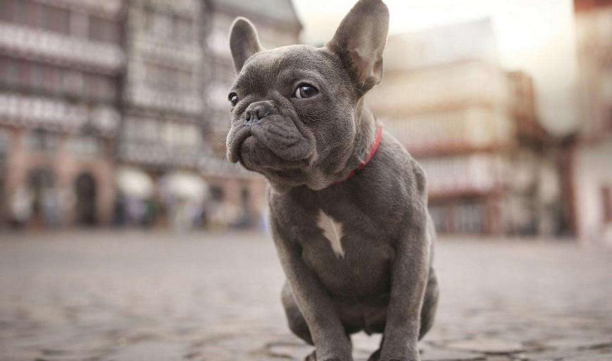 养法国斗牛犬脏吗,养英国斗牛犬的缺点