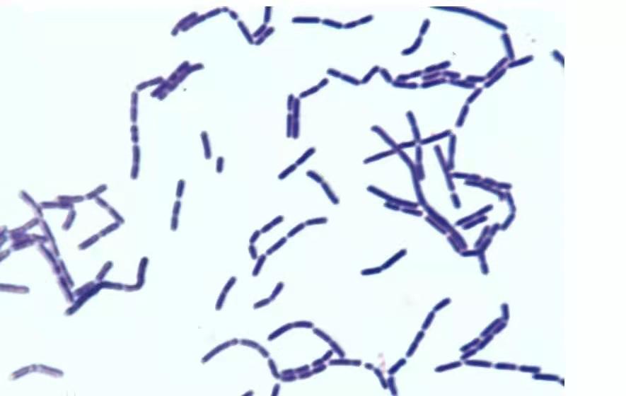 植物乳杆菌P-8,什么里边含有植物乳杆菌