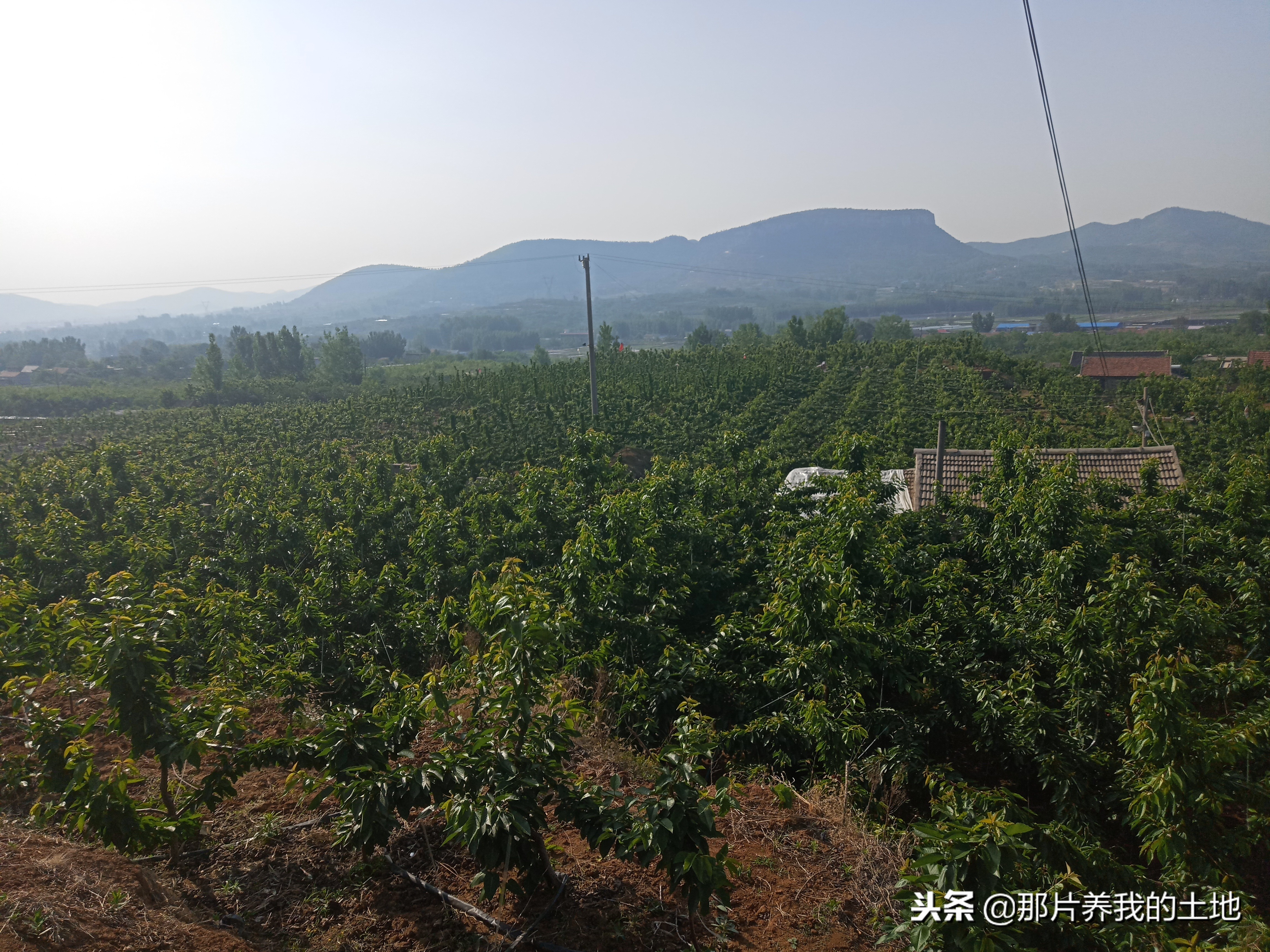 大樱桃怎么种植成活率高,栽植大樱桃怎么提高成活率