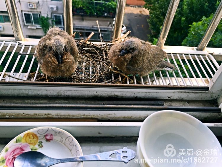 四只小鸟的故事视频,四只白鸟的故事